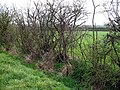 osmwiki:File:Hawthorn Hedge - geograph.org.uk - 399674.jpg